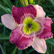 Trust Destiny Daylily